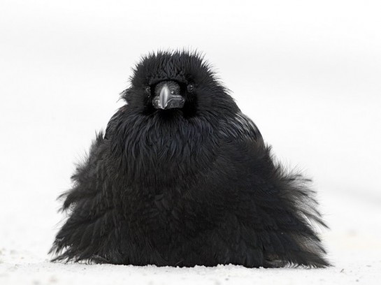 Wildlife photographer of the year